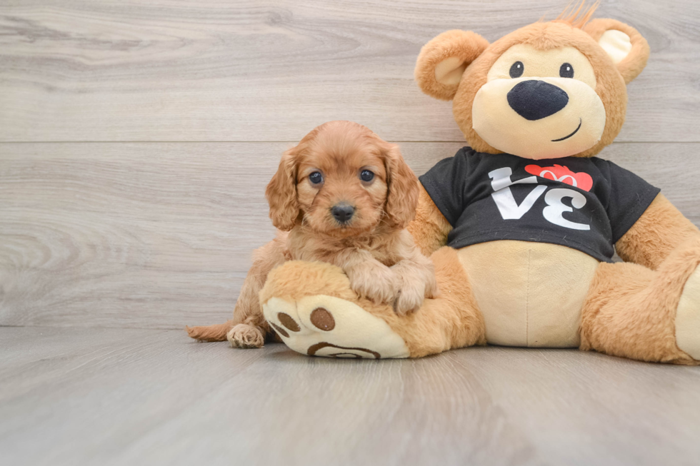 Best Cavapoo Baby