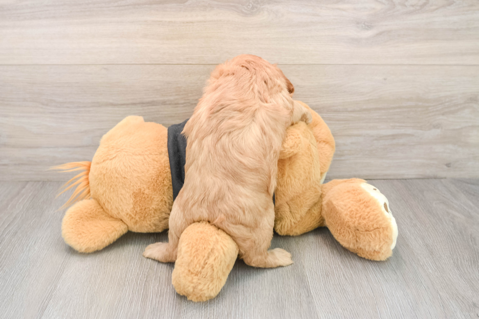 Cavapoo Pup Being Cute