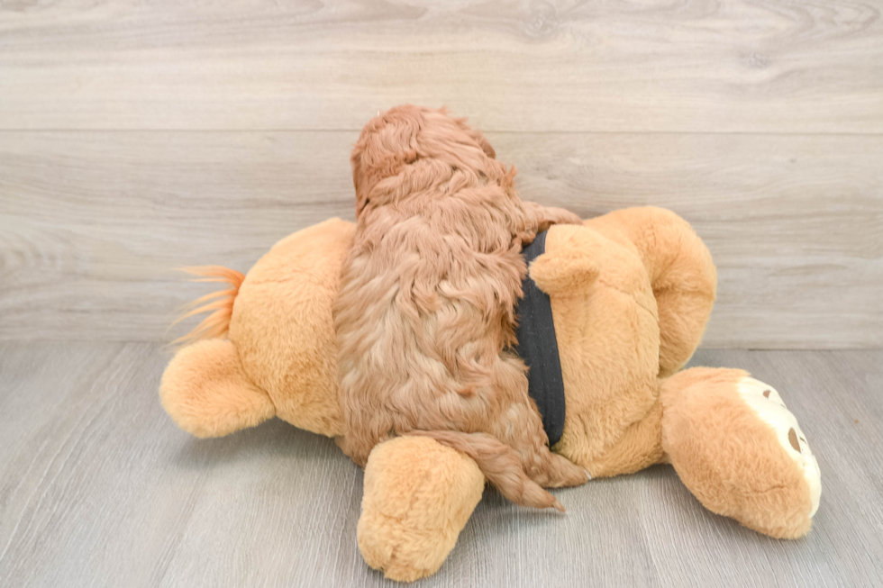 Happy Cavapoo Baby
