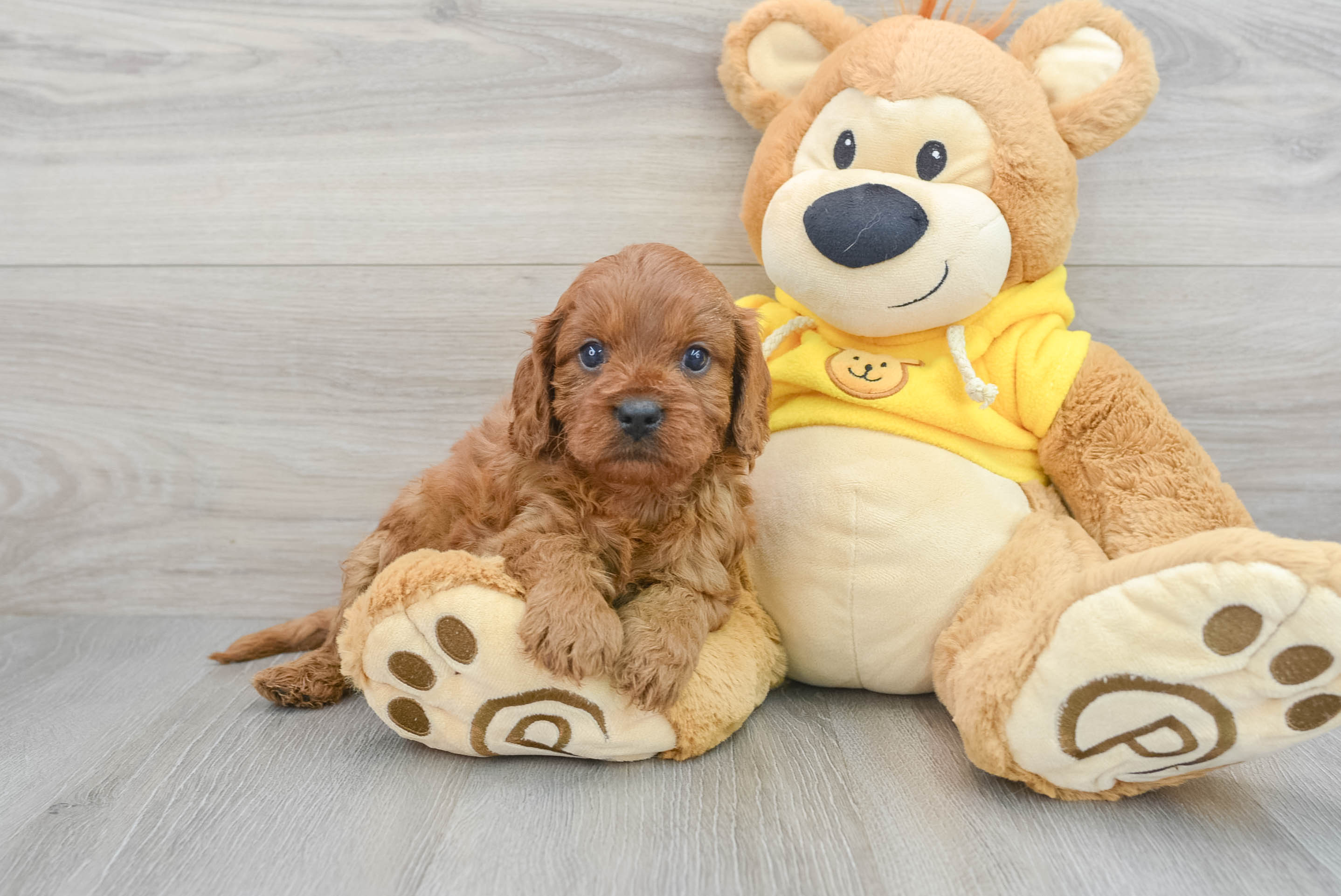 Cavapoo Puppy for Adoption