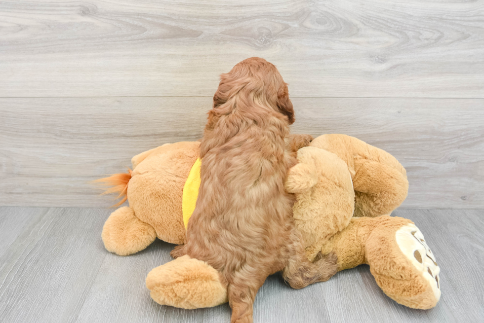 Cavapoo Pup Being Cute