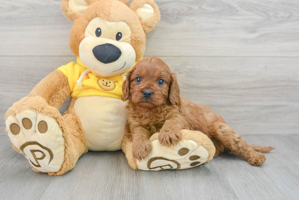 Friendly Cavapoo Baby