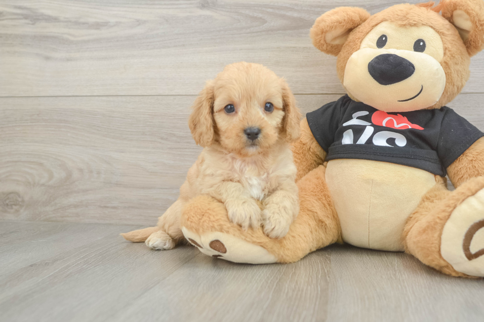 Cavapoo Pup Being Cute