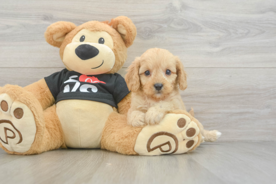 Smart Cavapoo Poodle Mix Pup