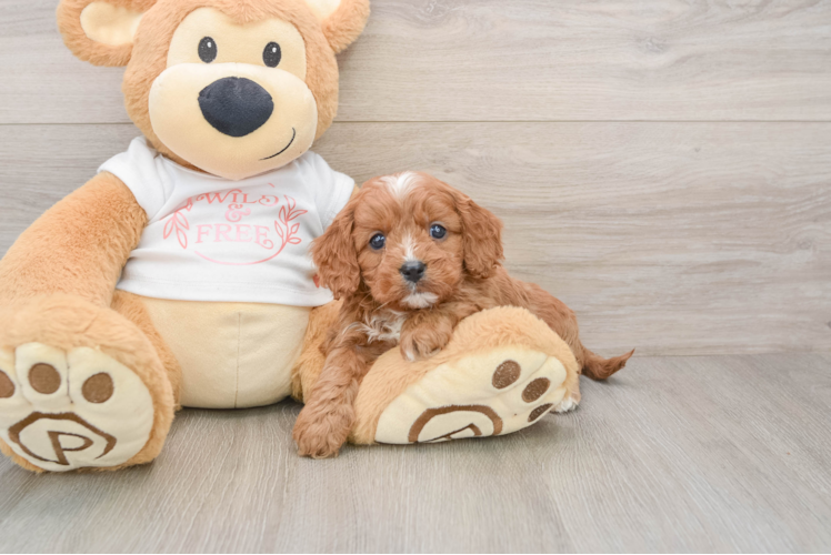 Cavapoo Pup Being Cute