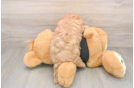 Cavapoo Puppy for Adoption