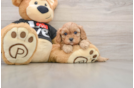 Cavapoo Pup Being Cute