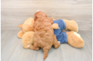 Cavapoo Pup Being Cute