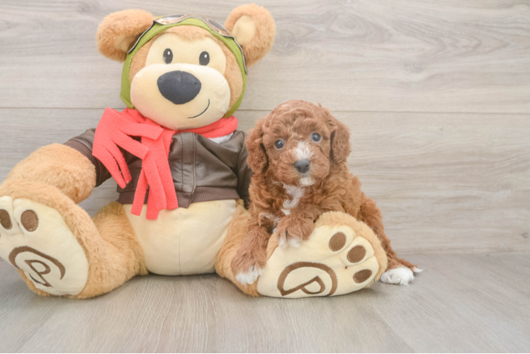 Adorable Cavalier King Charles Spaniel and Poodle Mix Poodle Mix Puppy