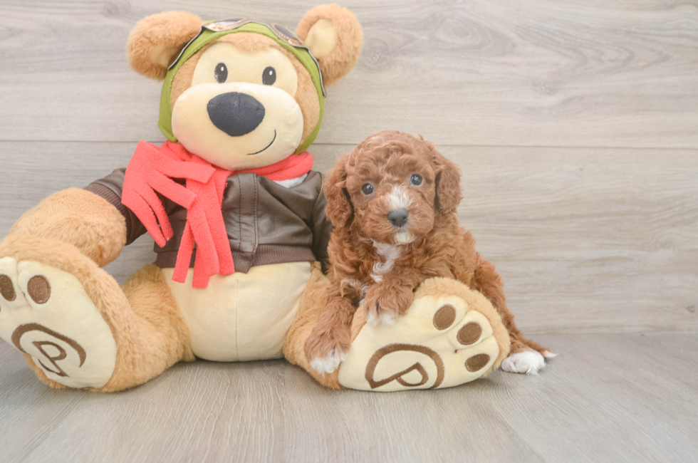 6 week old Cavapoo Puppy For Sale - Premier Pups