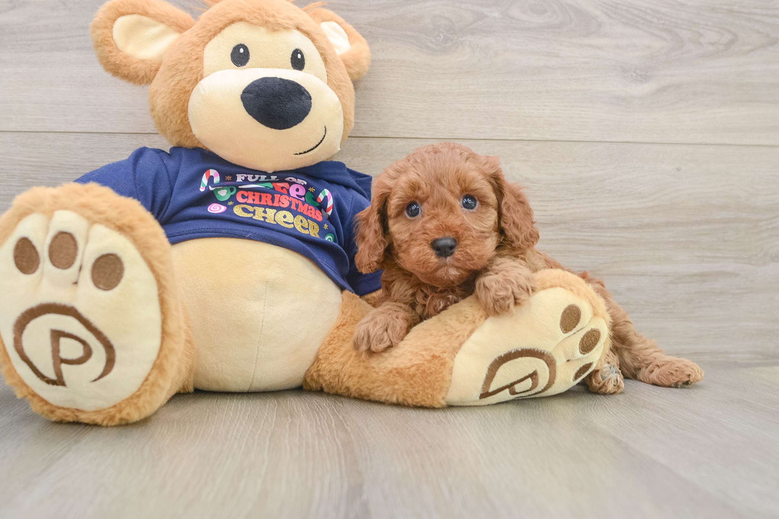 Sweet Cavapoo Baby