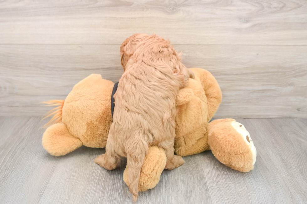 Cavapoo Puppy for Adoption