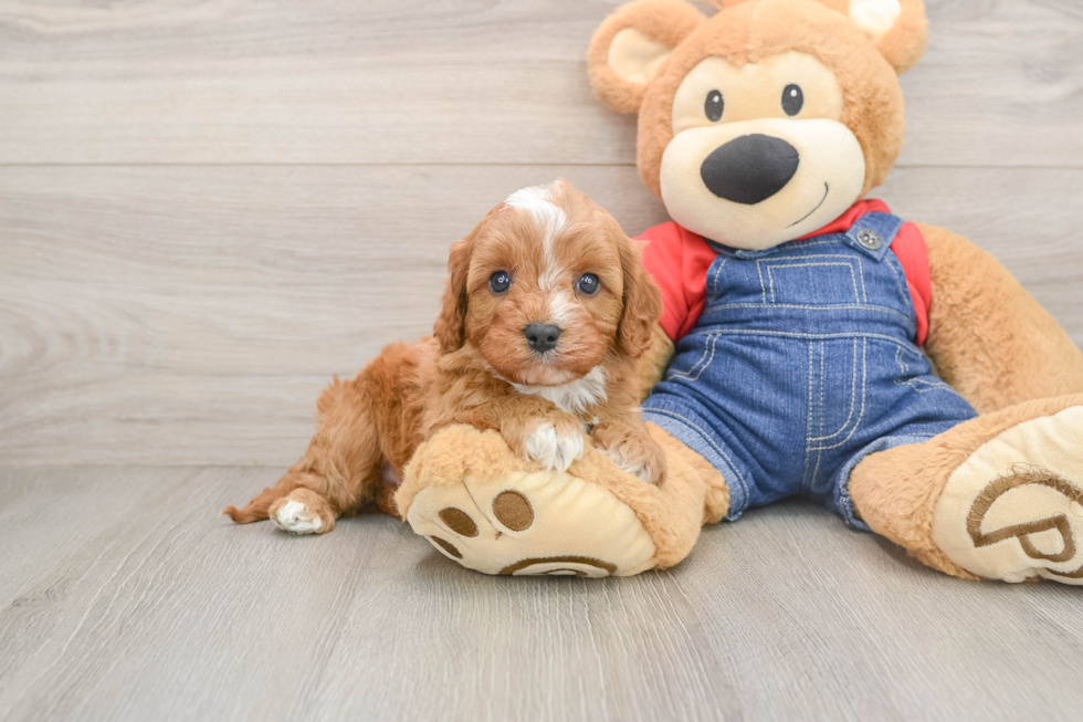 Funny Cavapoo Poodle Mix Pup