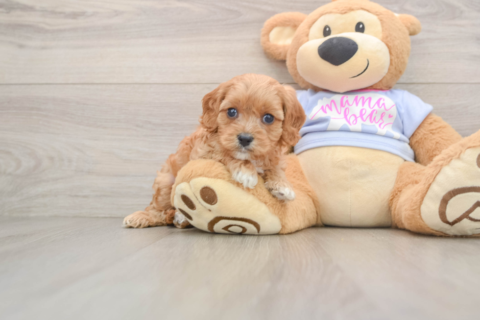 Playful Cavapoodle Poodle Mix Puppy