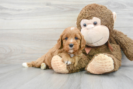 Sweet Cavapoo Baby