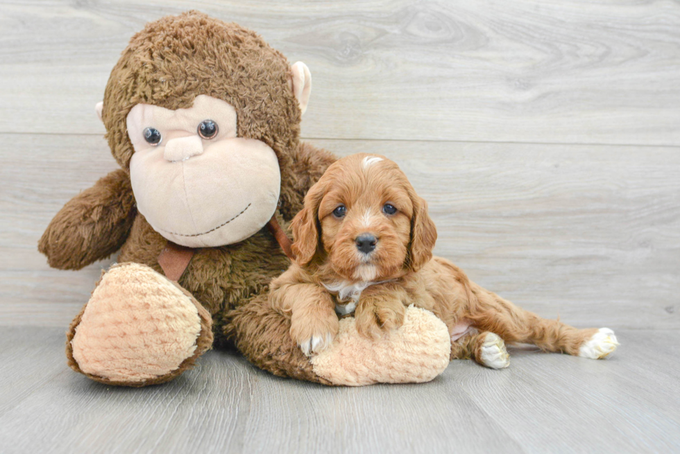 Cavapoo Pup Being Cute
