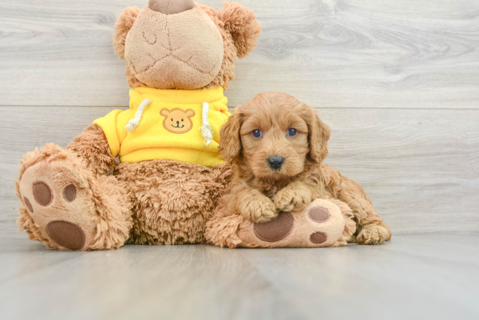 Energetic Cavoodle Poodle Mix Puppy