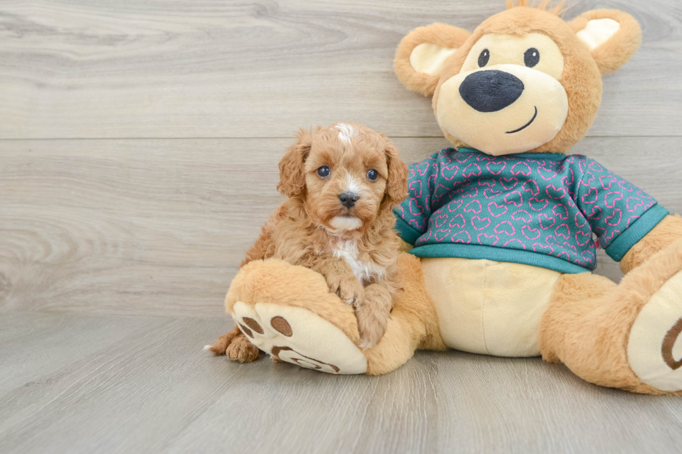 Cavapoo Pup Being Cute