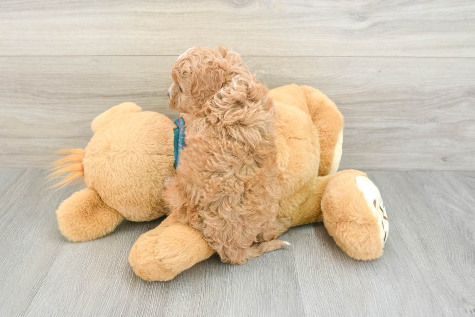 Cavapoo Pup Being Cute