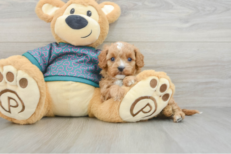 Hypoallergenic Cavadoodle Poodle Mix Puppy