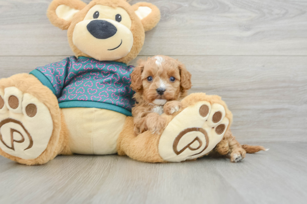 Hypoallergenic Cavadoodle Poodle Mix Puppy