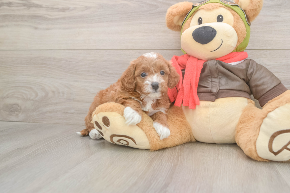 Best Cavapoo Baby