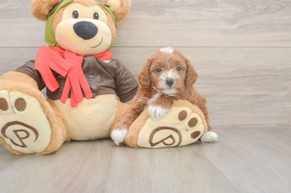 6 week old Cavapoo Puppy For Sale - Premier Pups