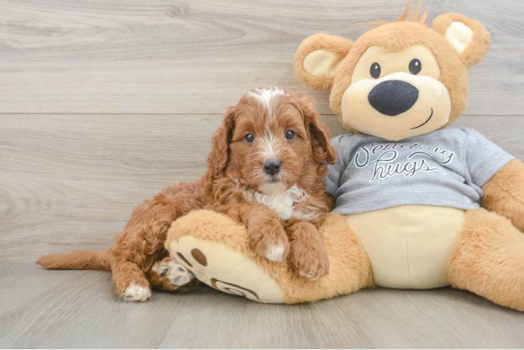 Cavapoo Pup Being Cute