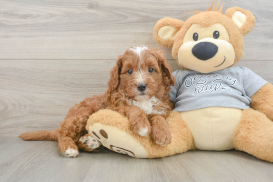Cavapoo Pup Being Cute