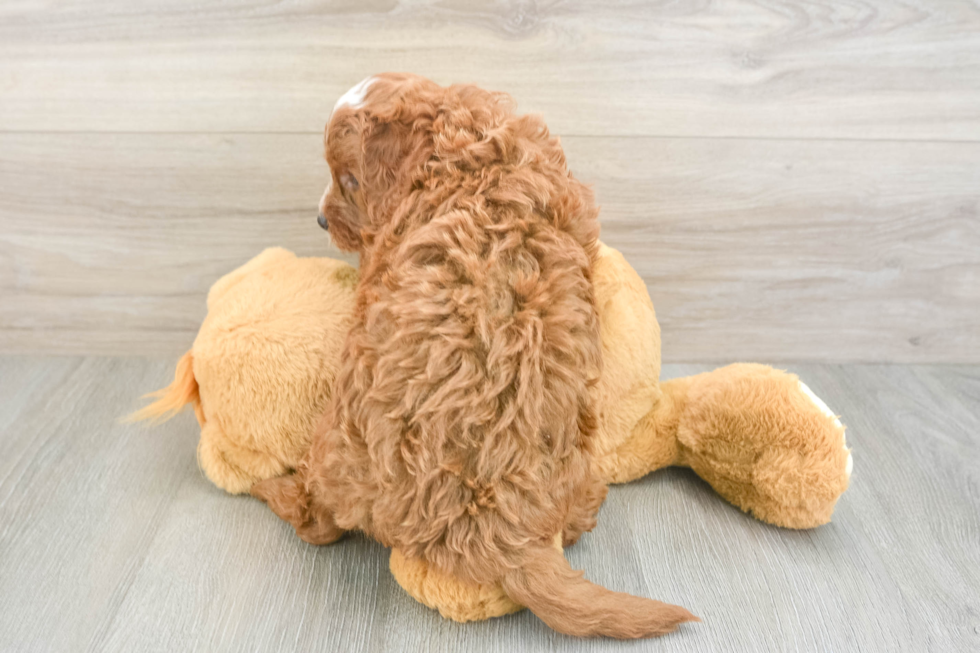 Cavapoo Puppy for Adoption