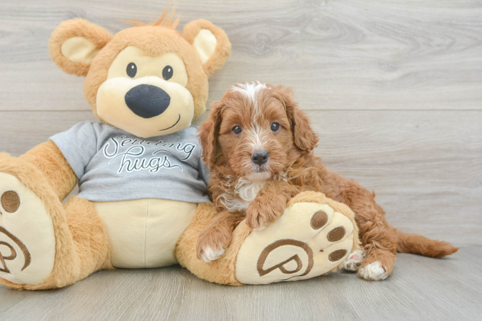 Cavapoo Pup Being Cute