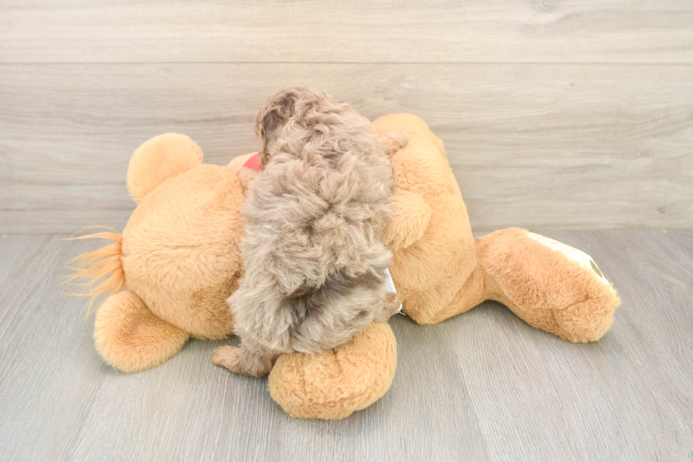 Adorable Cavalier King Charles Spaniel and Poodle Mix Poodle Mix Puppy