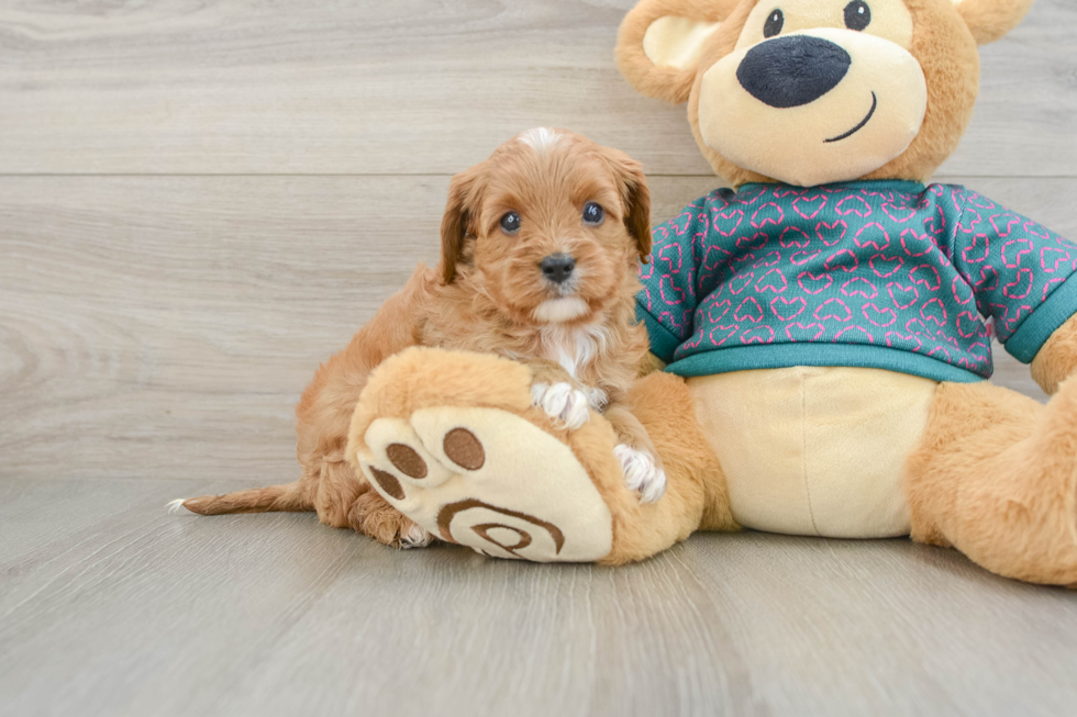 Cavapoo Puppy for Adoption