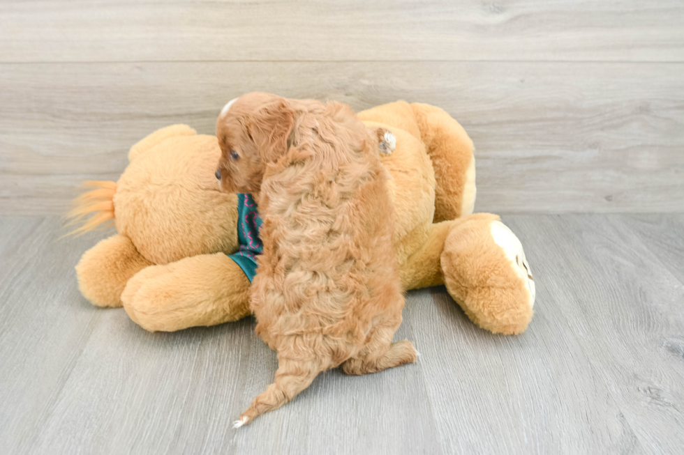 Adorable Cavalier King Charles Spaniel and Poodle Mix Poodle Mix Puppy