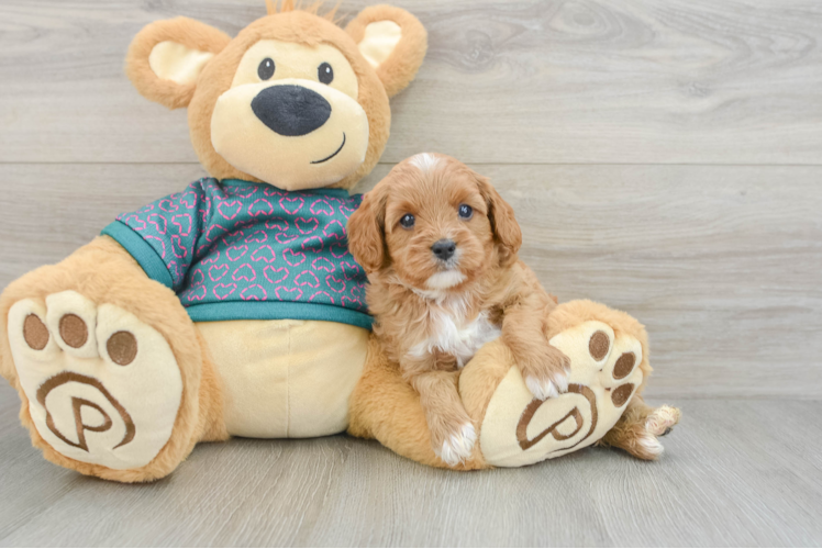 Cavapoo Puppy for Adoption