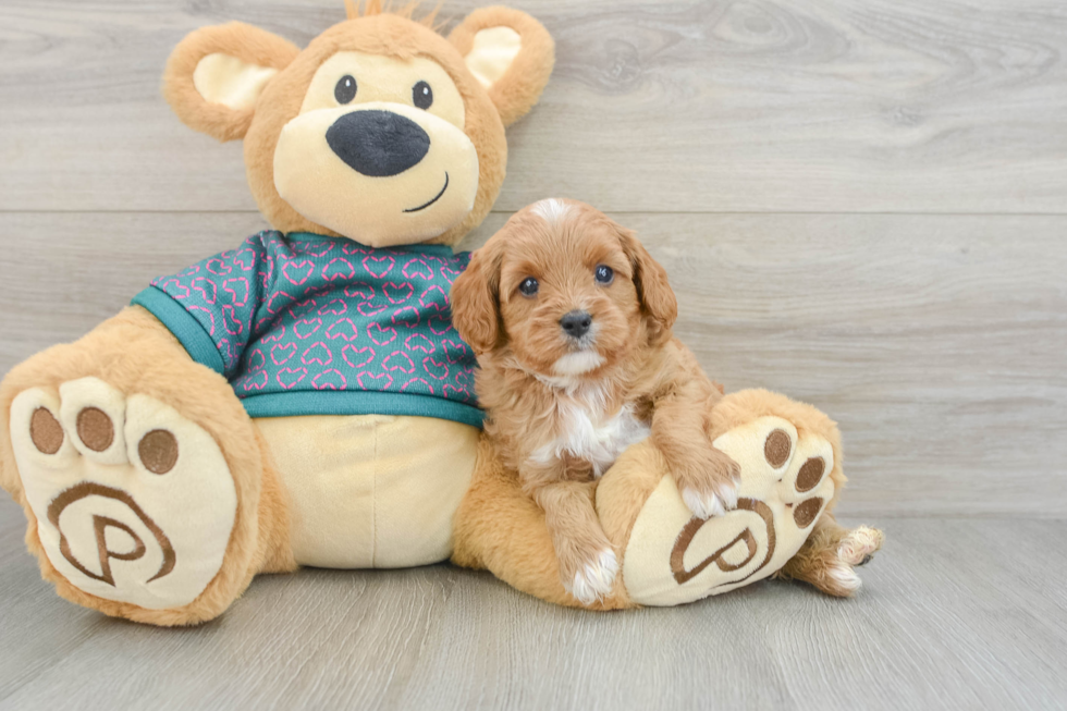 Cavapoo Puppy for Adoption