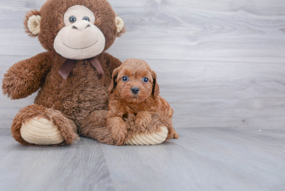Cavapoo Pup Being Cute