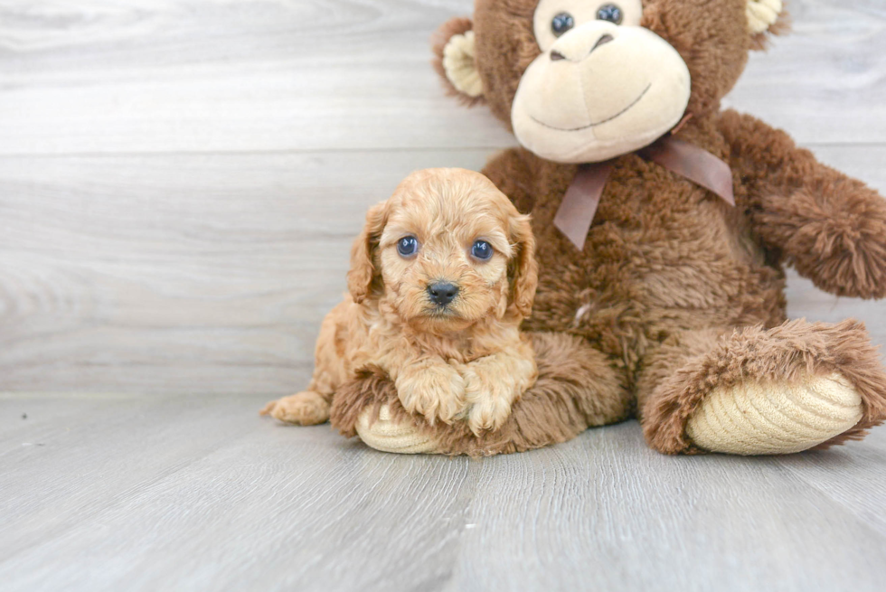 Best Cavapoo Baby