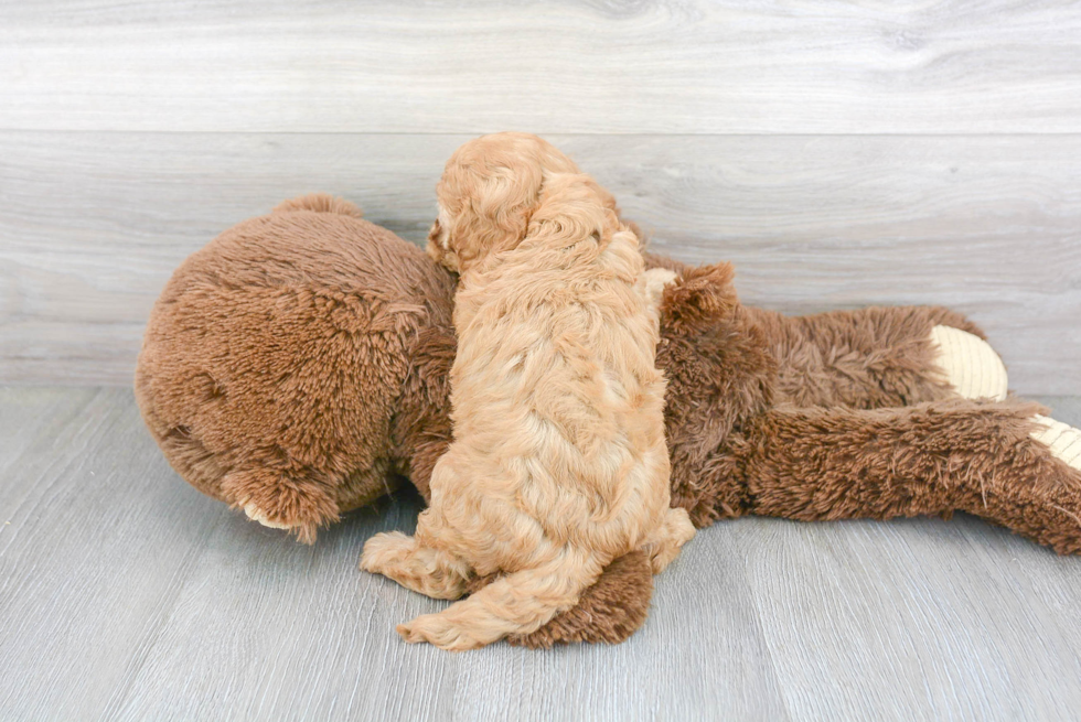 Cavapoo Puppy for Adoption