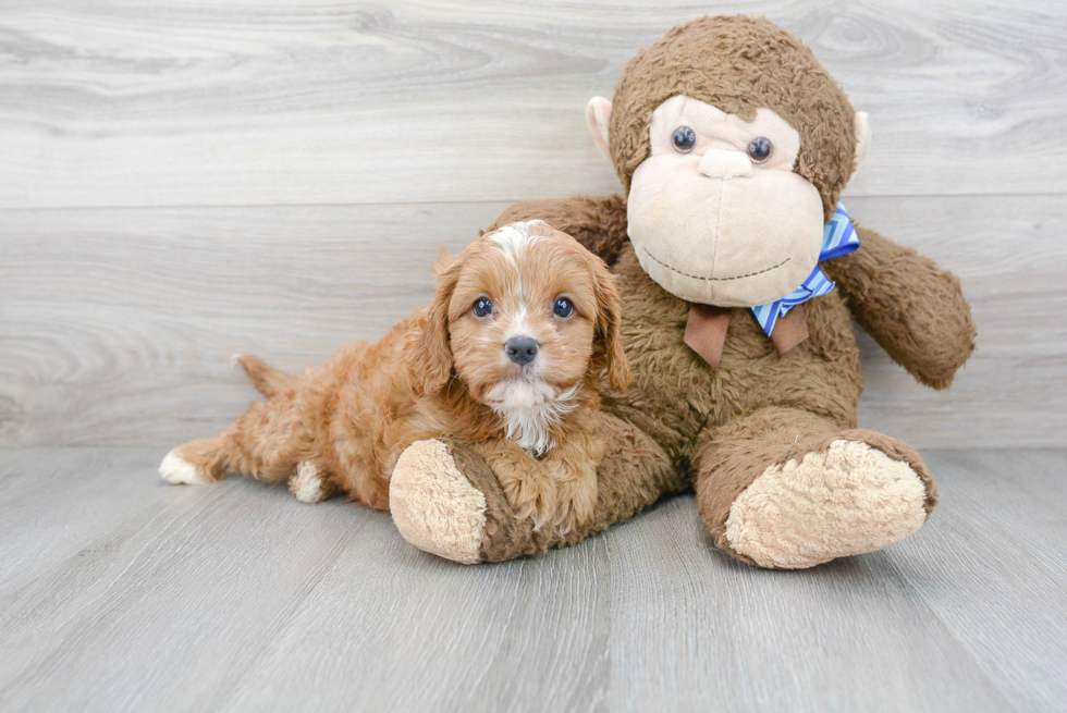 Happy Cavapoo Baby
