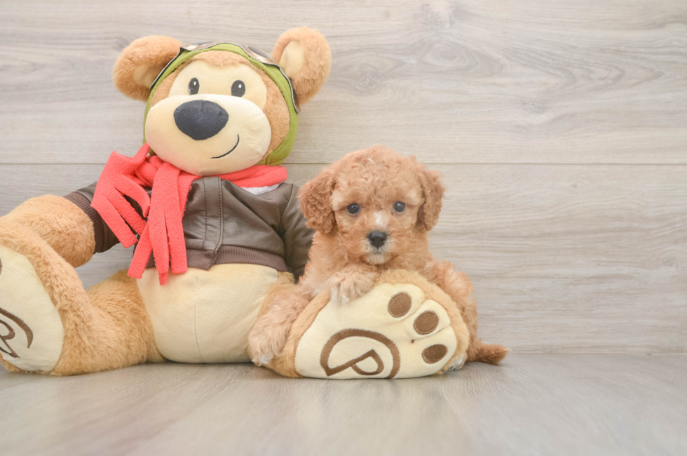 6 week old Cavapoo Puppy For Sale - Premier Pups