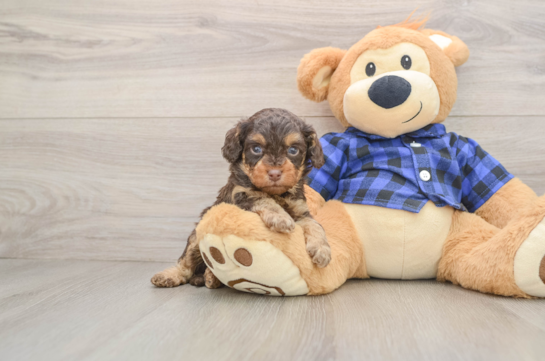 Hypoallergenic Cavadoodle Poodle Mix Puppy