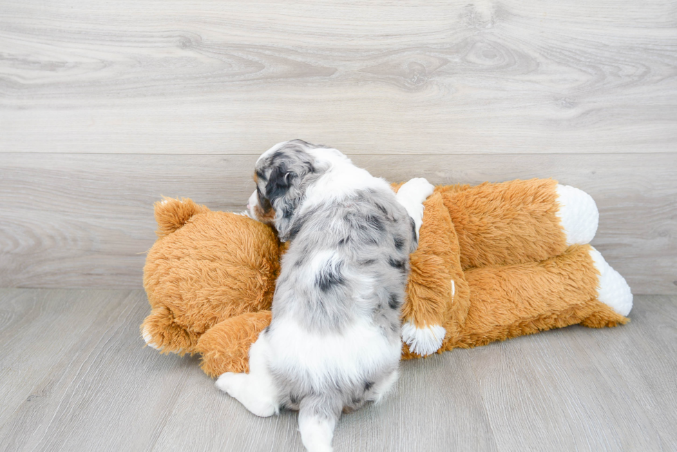 Popular Cavapoo Poodle Mix Pup