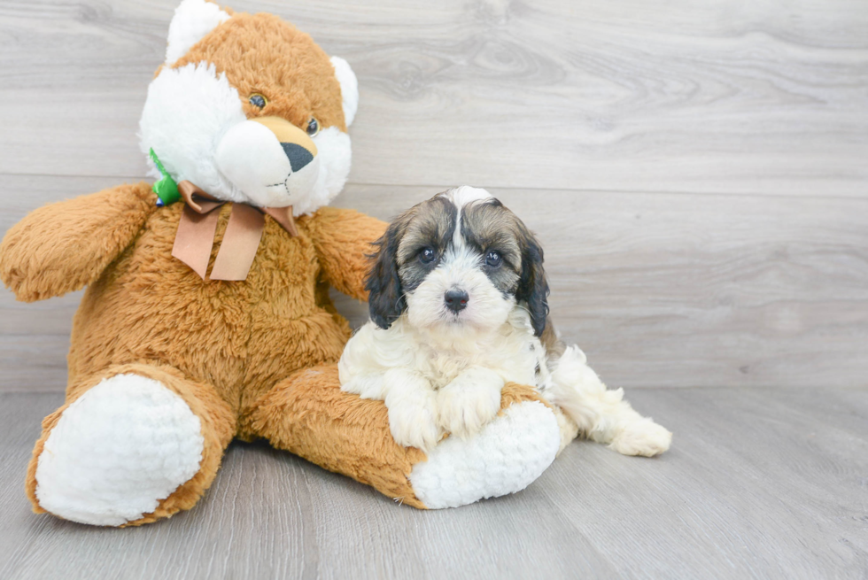 Fluffy Cavapoo Poodle Mix Pup