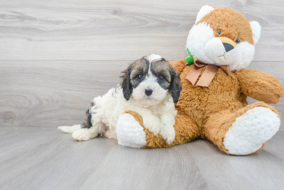 Cavapoo Puppy for Adoption