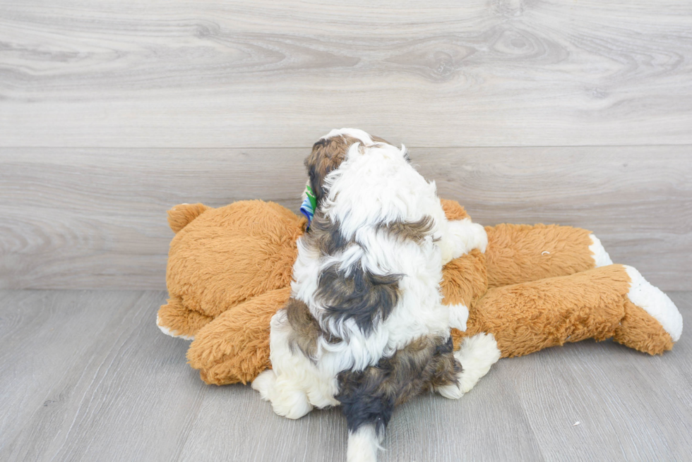 Cavapoo Puppy for Adoption