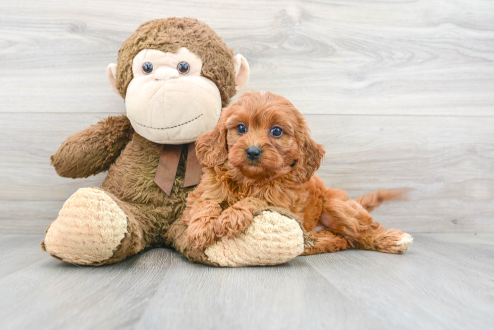 Best Cavapoo Baby