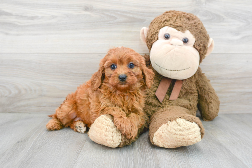 Little Cavoodle Poodle Mix Puppy