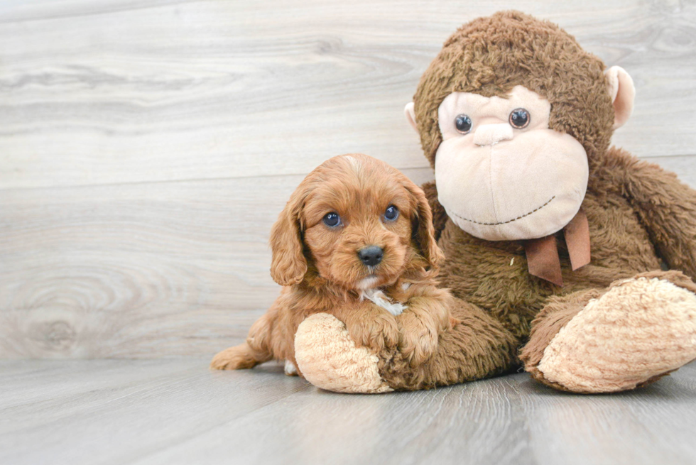 Cavapoo Pup Being Cute