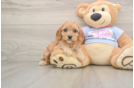 Cavapoo Pup Being Cute